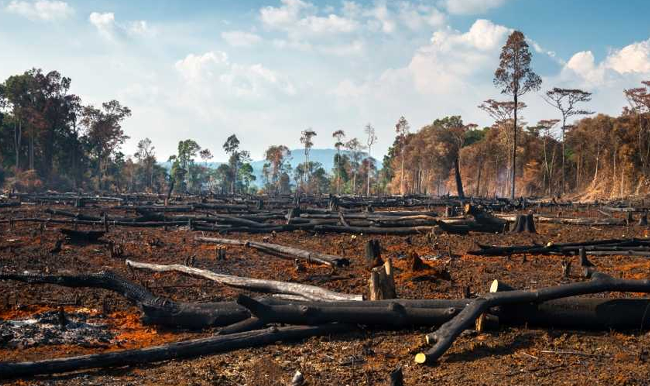 Desmatamento na Mata Atlântica cai 59% nos primeiros oito meses de 2023, aponta boletim