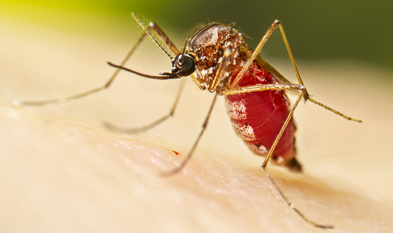 Existe um sangue preferido pelo Aedes aegypti? Saiba o que é verdade e o que é mito sobre o mosquito