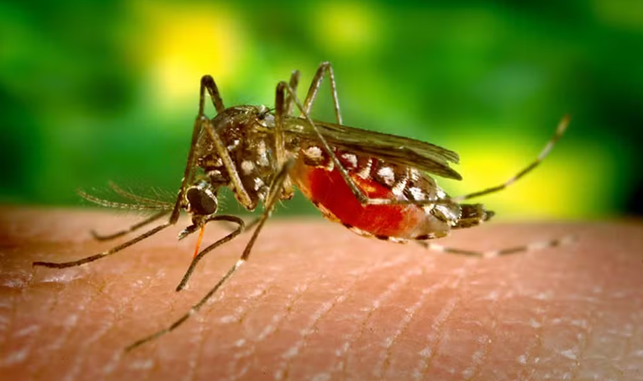 Brasil passa de 1,8 milhão de casos de dengue nas primeiras 11 semanas de 2024 e bate recorde histórico
