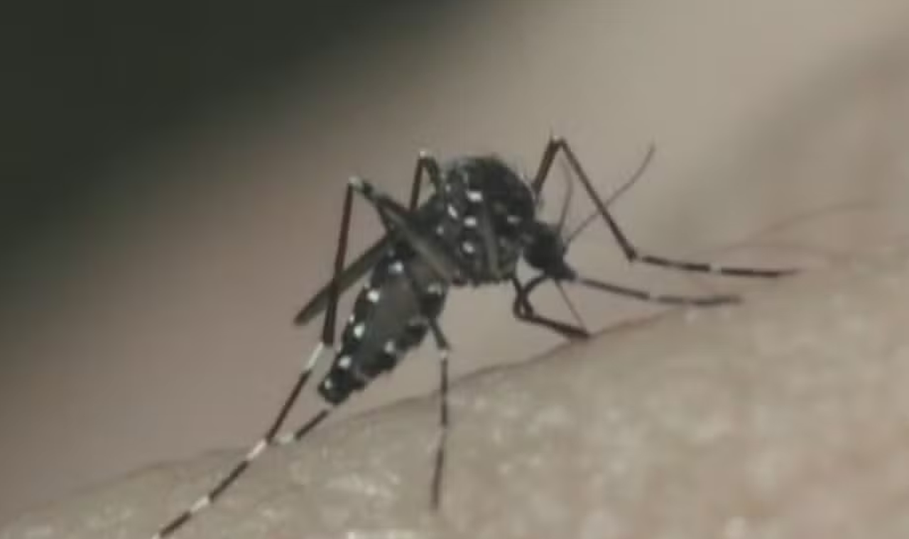 Brasil registra mais de 1 milhão de casos de dengue em 2024; mortes chegam a 214