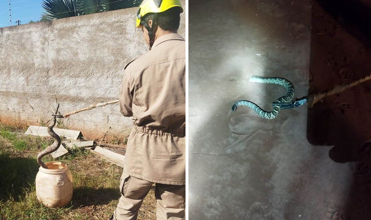 Bombeiros Agem Rapidamente para Capturar Cobras em Quirinópolis
