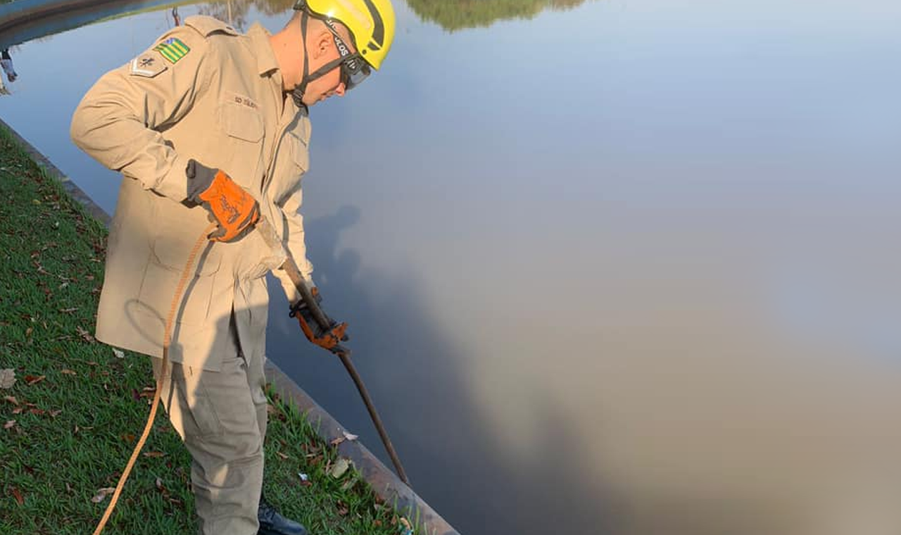 Bombeiros Resgatam Cachorro-do-Mato em Lago de Quirinópolis