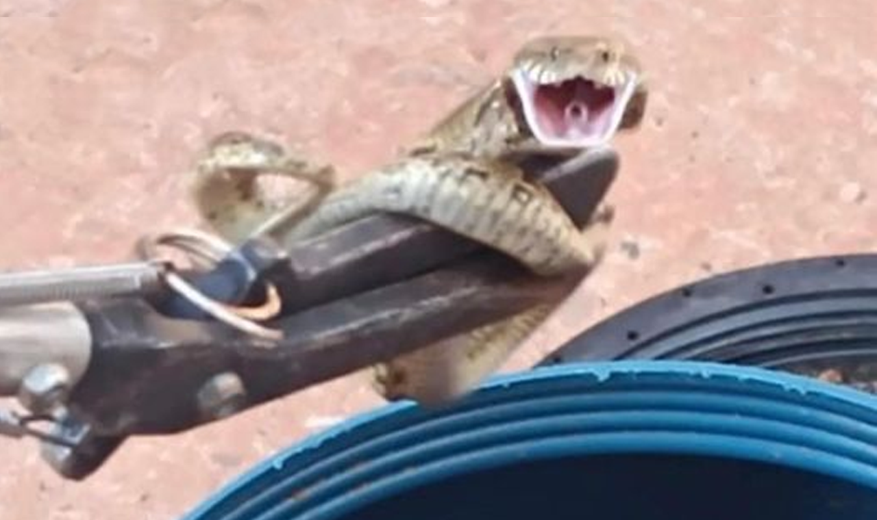 Cobra é capturada em quintal de residência em Quirinópolis-GO