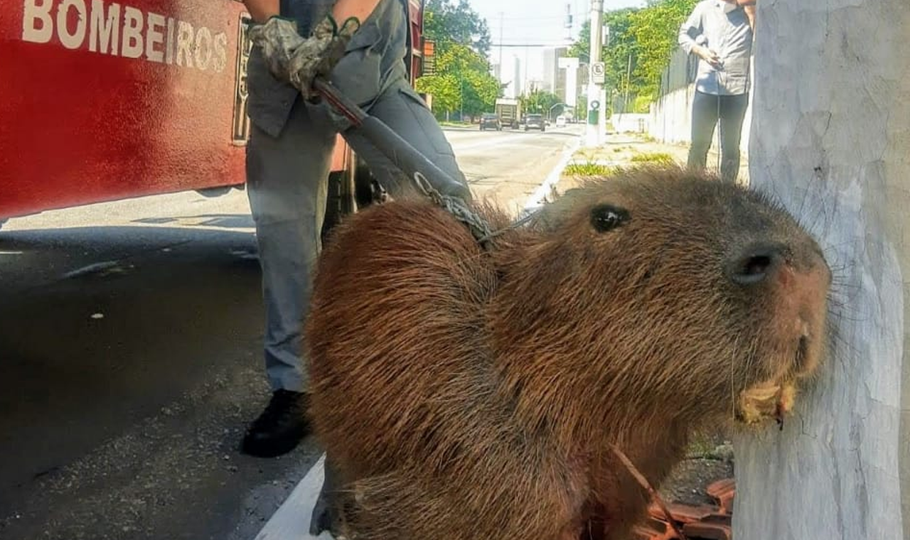 BOMBEIROS RESGATAM CAPIVARA EM QUIRINÓPOLIS