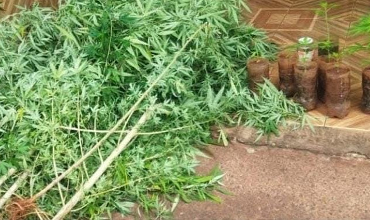 GCM DESCOBRE PLANTAÇÃO DE MACONHA EM QUIRINÓPOLIS
