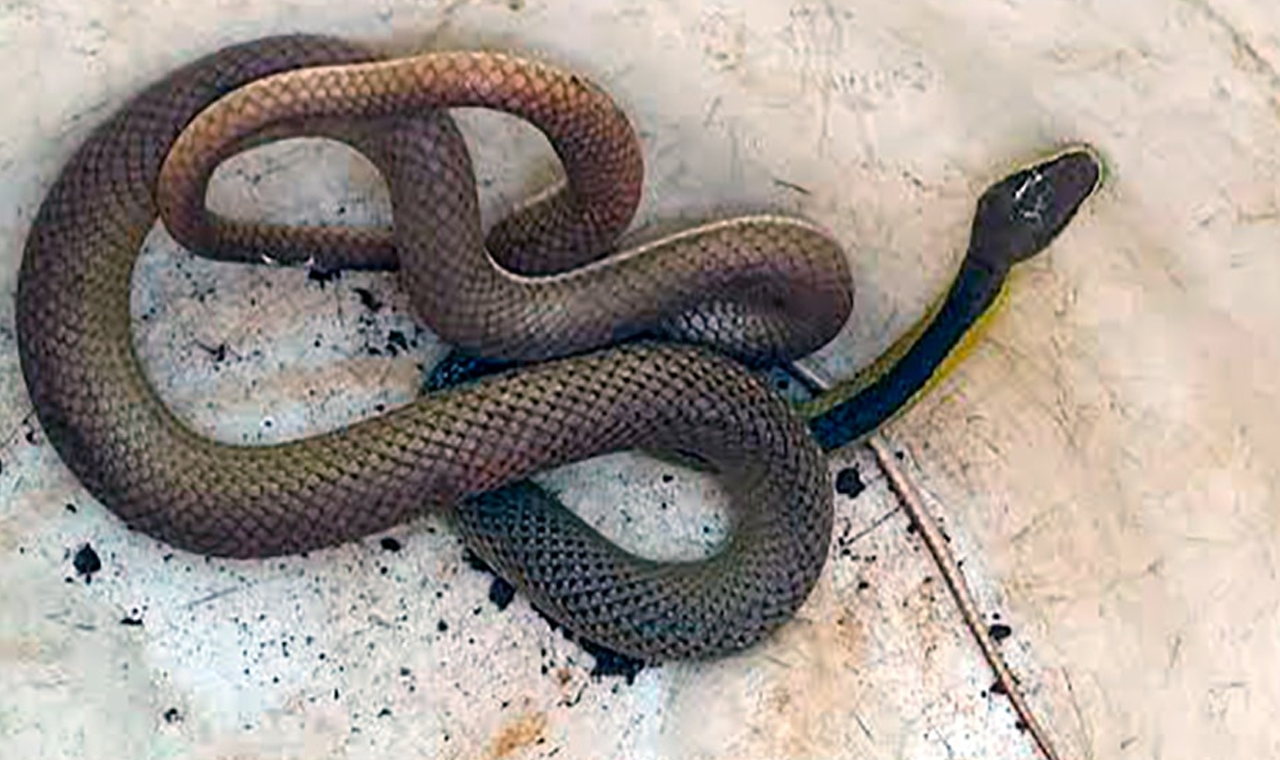 COBRA CIPÓ É CAPTURADA EM RESIDÊNCIA NO CENTRO DE QUIRINÓPOLIS