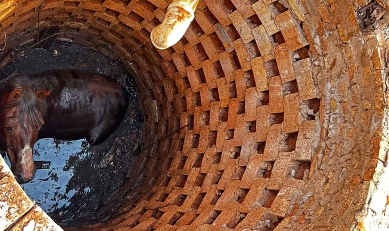 BOMBEIROS RESGATAM CAVALO QUE CAIU EM FOSSA NA ZONA RURAL DE QUIRINÓPOLIS
