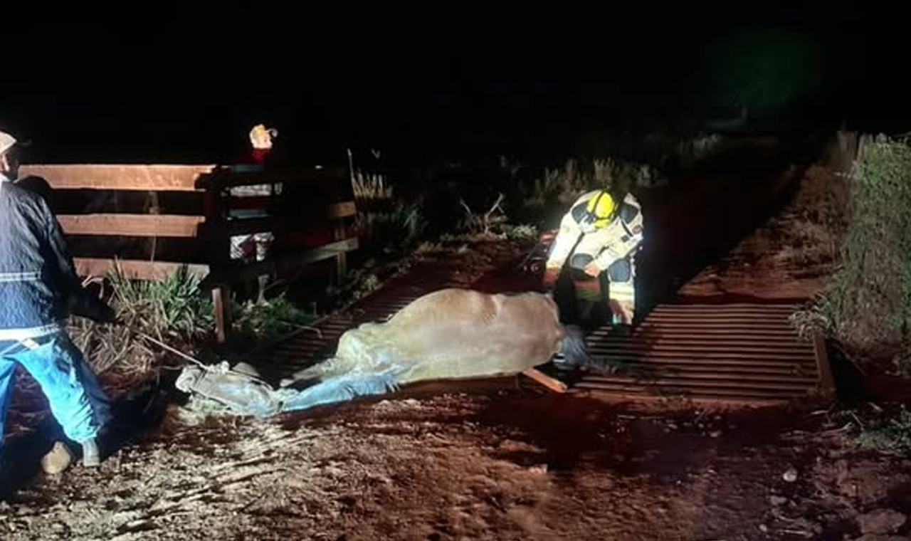ÉGUA É RESGATADA APÓS FICAR PRESA EM MATA-BURRO NA ZONA RURAL DE QUIRINÓPOLIS