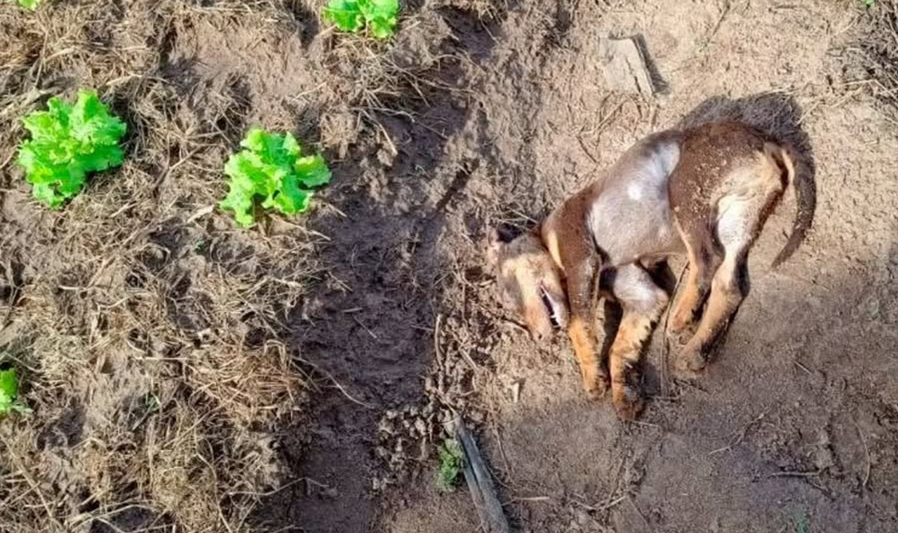 JUSTIÇA MANTÉM PRESO HOMEM QUE MATOU FILHOTE DE CACHORRO EM QUIRINÓPOLIS