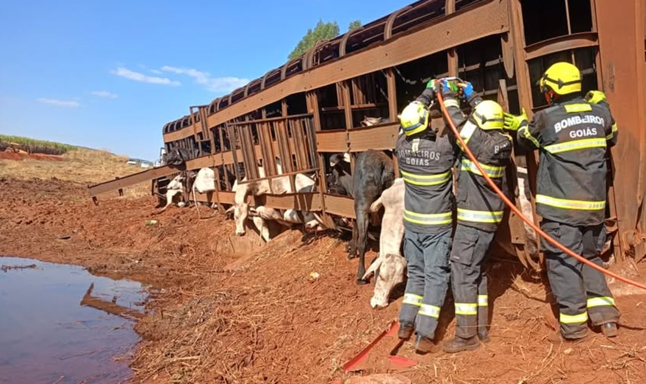 ACIDENTE GRAVE NA GO-206: PASSAGEIRO MORRE E SEIS BOVINOS NÃO RESISTEM APÓS TOMBO DE CAMINHÃO