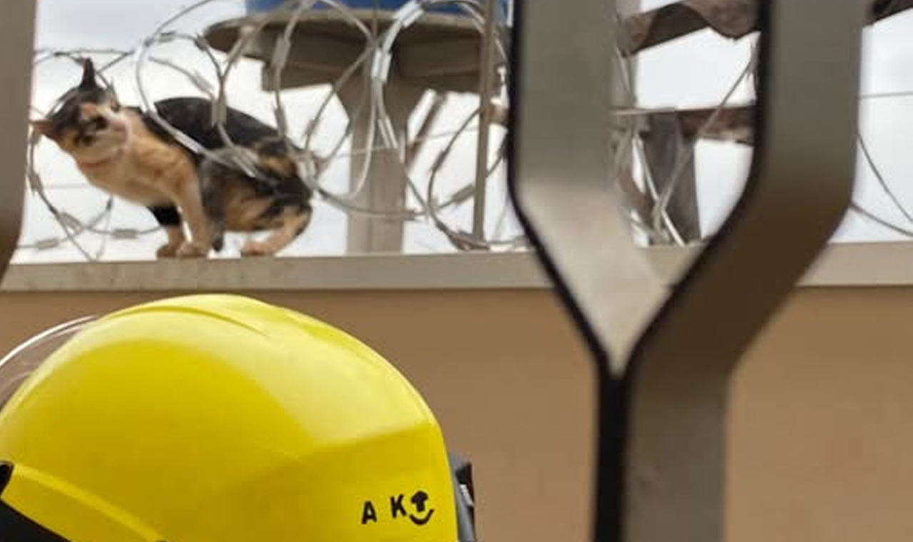 BOMBEIROS RESGATAM GATA PRESA EM CONCERTINA NO BAIRRO SÃO FRANCISCO