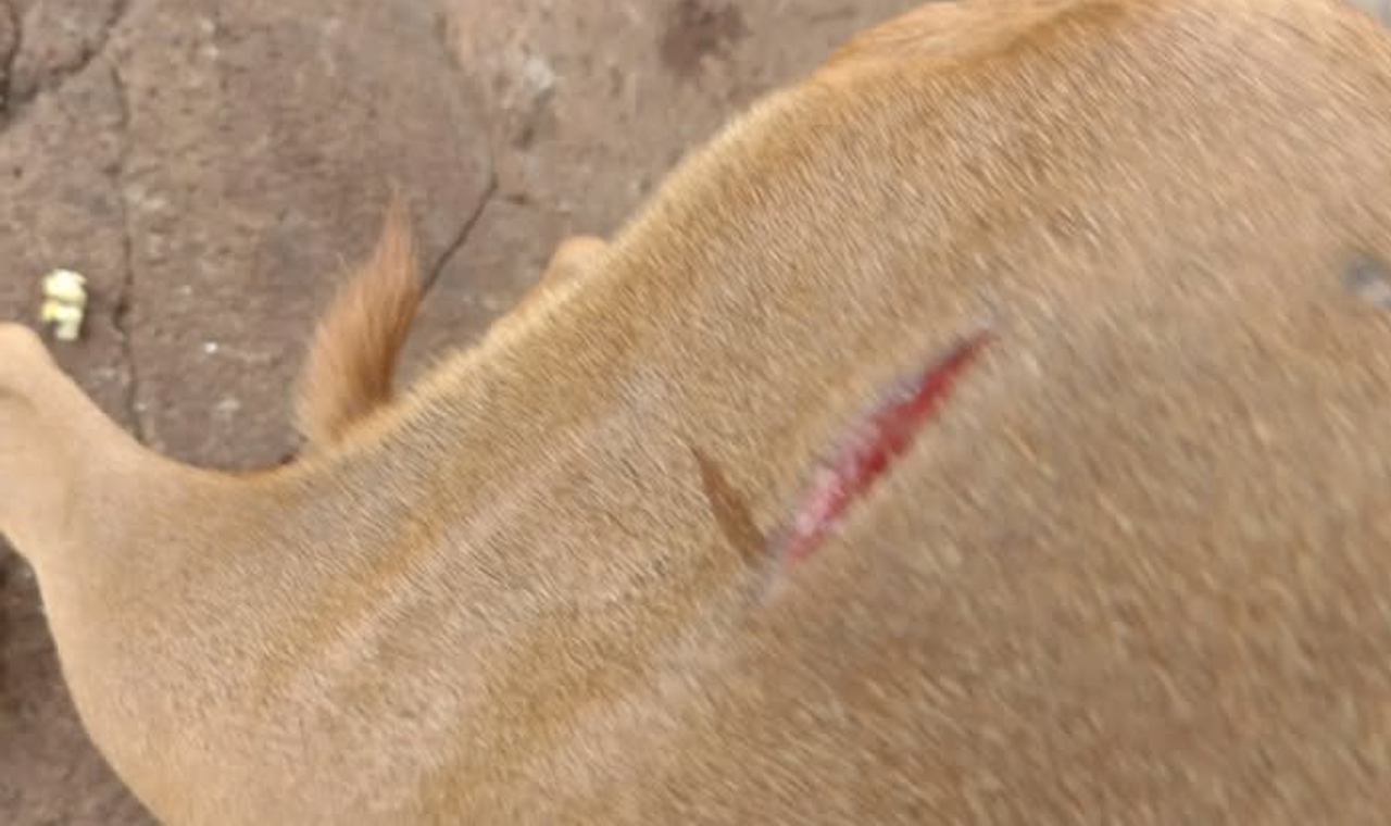 CACHORRA É ESFAQUEADA DURANTE A MADRUGADA EM QUIRINÓPOLIS
