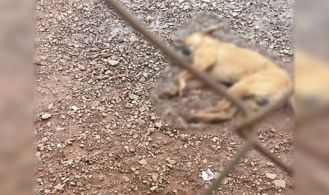 CACHORRO É ENCONTRADO MORTO NA PORTA DE CASA EM QUIRINÓPOLIS
