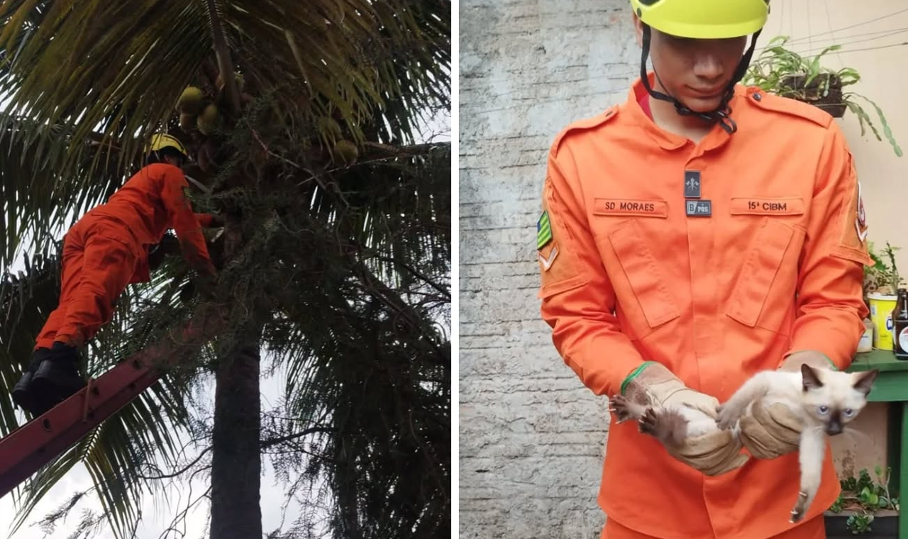 BOMBEIROS RESGATAM GATO PRESO EM COQUEIRO EM QUIRINÓPOLIS