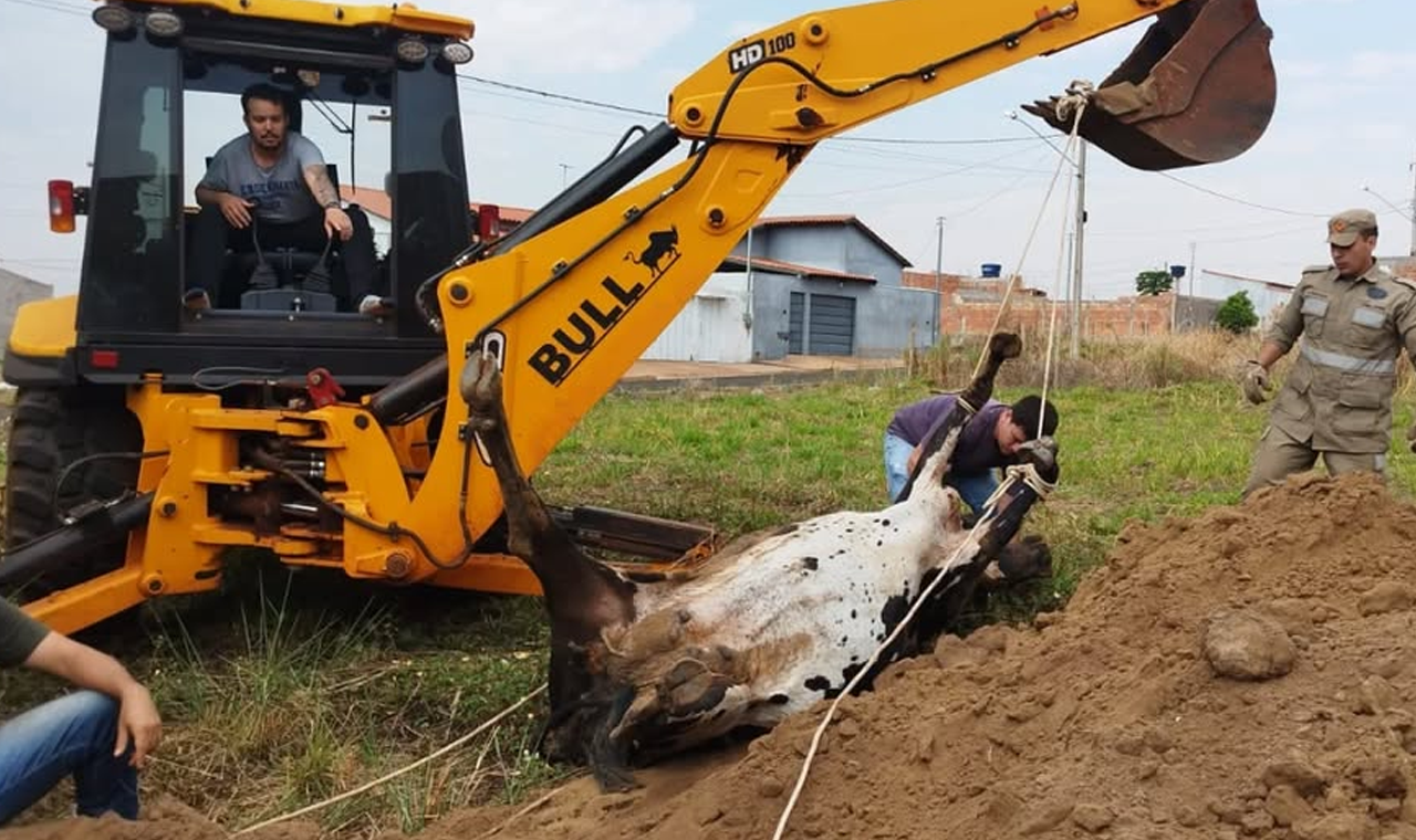 BOMBEIROS RESGATAM VACA PRESA EM FOSSA NO RESIDENCIAL GRANVILLE