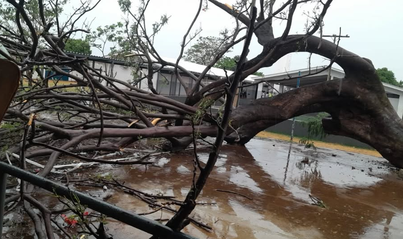 QUEDA DE ÁRVORE EM ESCOLA DE GOUVELÂNDIA DEIXA ESTUDANTES FERIDOS