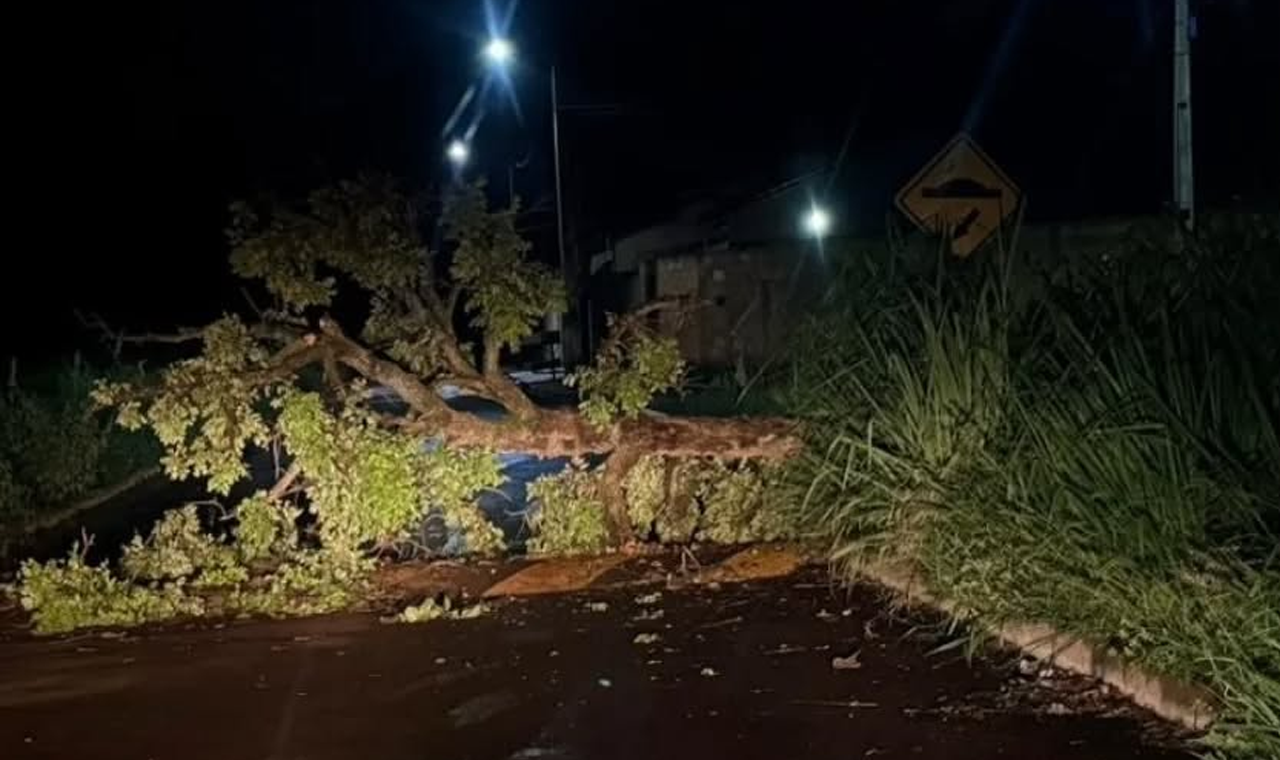 ÁRVORE CAI DURANTE CHUVA E CORPO DE BOMBEIROS DESOBSTRUI VIA EM QUIRINÓPOLIS