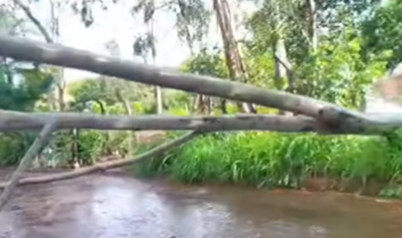 ÁRVORE CAI SOBRE MURO E ASSUSTA MORADORES NO BAIRRO ALPHAVILLE, EM QUIRINÓPOLIS