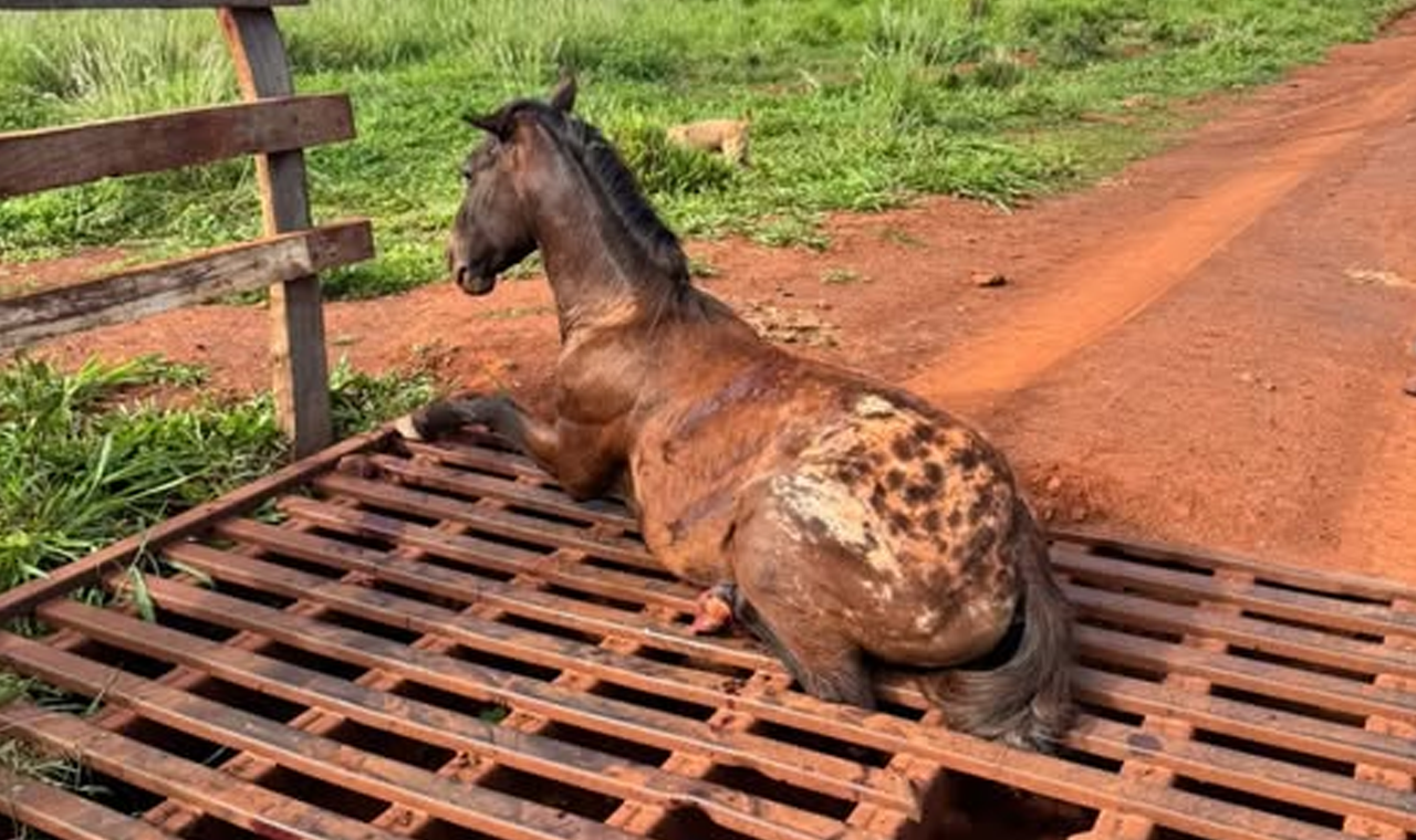 CAVALO MORRE APÓS FICAR PRESO EM MATA-BURRO NA ZONA RURAL DE QUIRINÓPOLIS