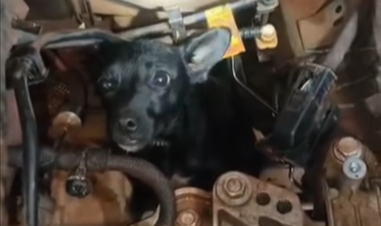 BOMBEIROS RESGATAM CACHORRO PRESO EM MOTOR DE VEÍCULO EM QUIRINÓPOLIS