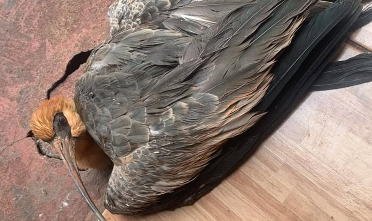 CORPO DE BOMBEIROS RESGATA AVE SILVESTRE EM QUIRINÓPOLIS