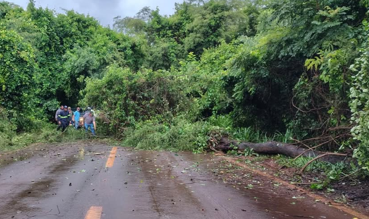 QUEDA DE ÁRVORE INTERDITA RODOVIA GO-164 EM QUIRINÓPOLIS