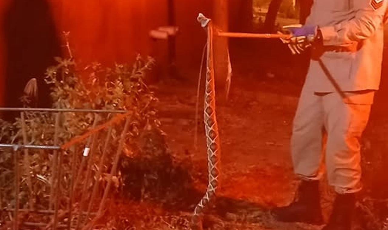 BOMBEIROS CAPTURAM CASCAVEL DE 1,5 METRO EM QUIRINÓPOLIS