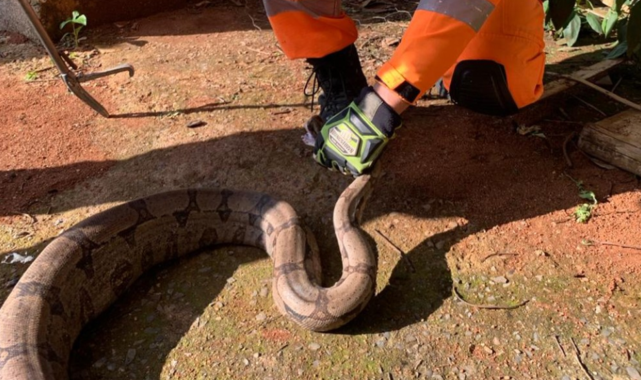 BOMBEIROS CAPTURAM JIBÓIA EM QUINTAL DE RESIDÊNCIA EM QUIRINÓPOLIS