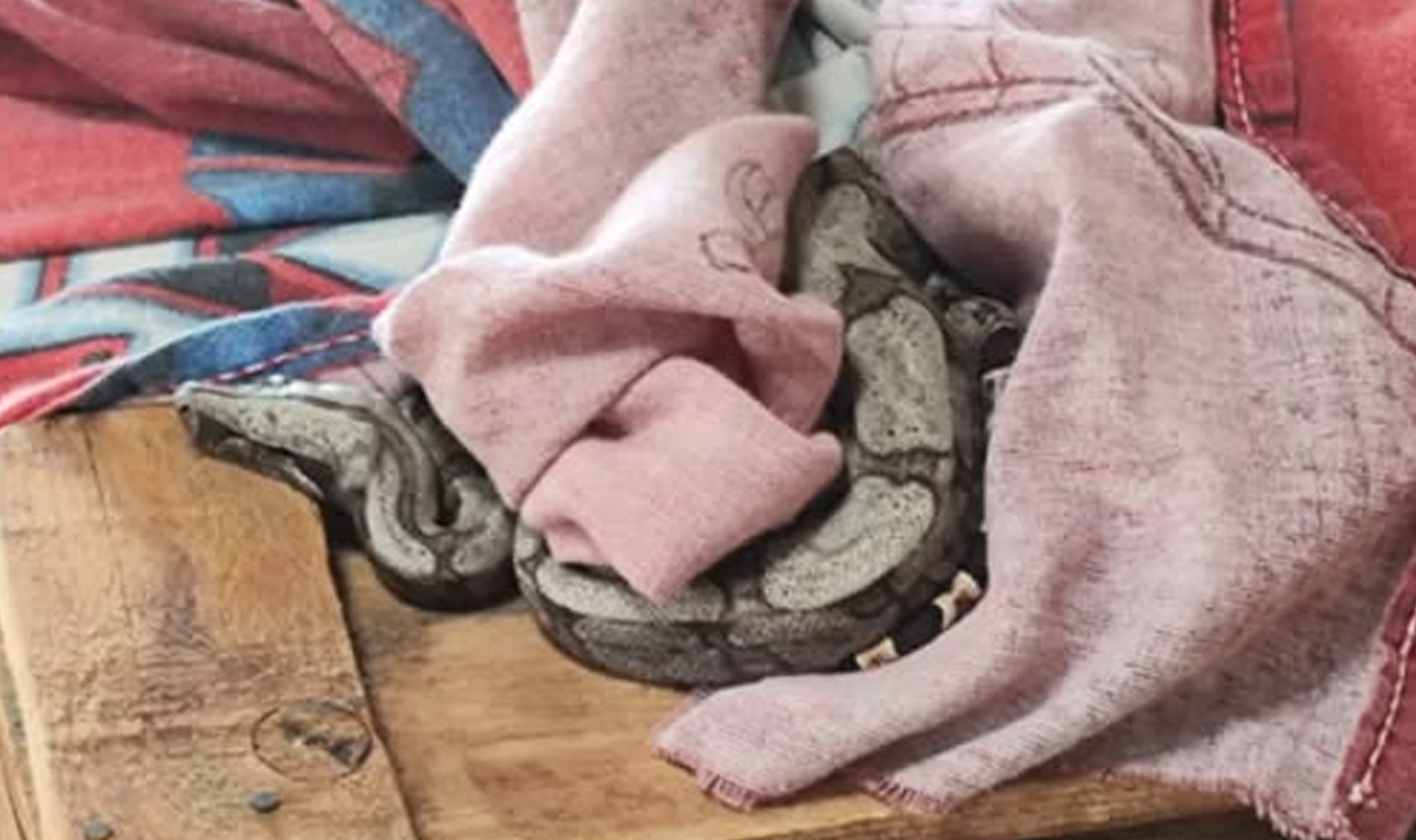 BOMBEIROS CAPTURAM JIBOIA EM RESIDÊNCIA NO CONJUNTO RIO PRETO, EM QUIRINÓPOLIS