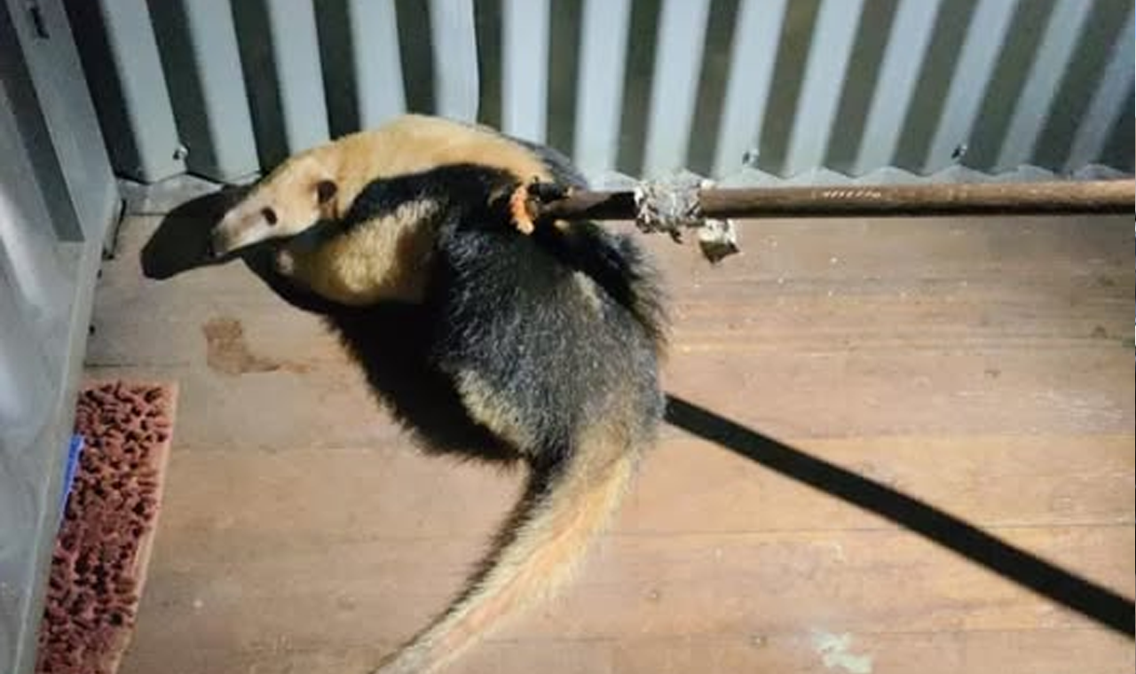 BOMBEIROS RESGATAM TAMANDUÁ-MIRIM PRESO EM FLUTUADOR EM SÃO SIMÃO