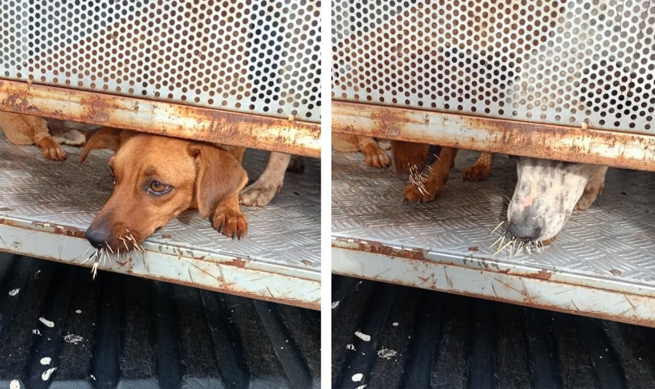 CÃES DE RUA FICAM FERIDOS APÓS CONTATO COM PORCO-ESPINHO EM QUIRINÓPOLIS