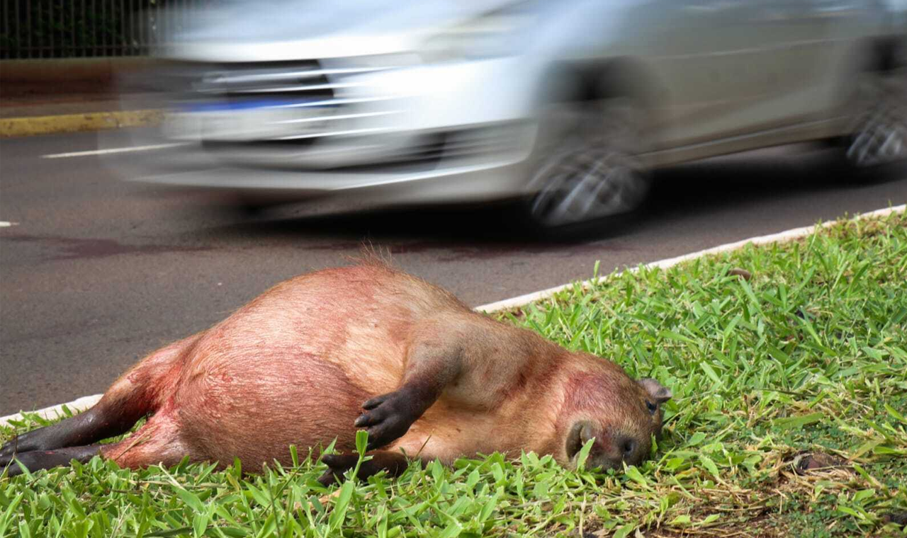 CAPIVARA MORRE APÓS SER ATROPELADA NA AVENIDA BRASIL, EM QUIRINÓPOLIS
