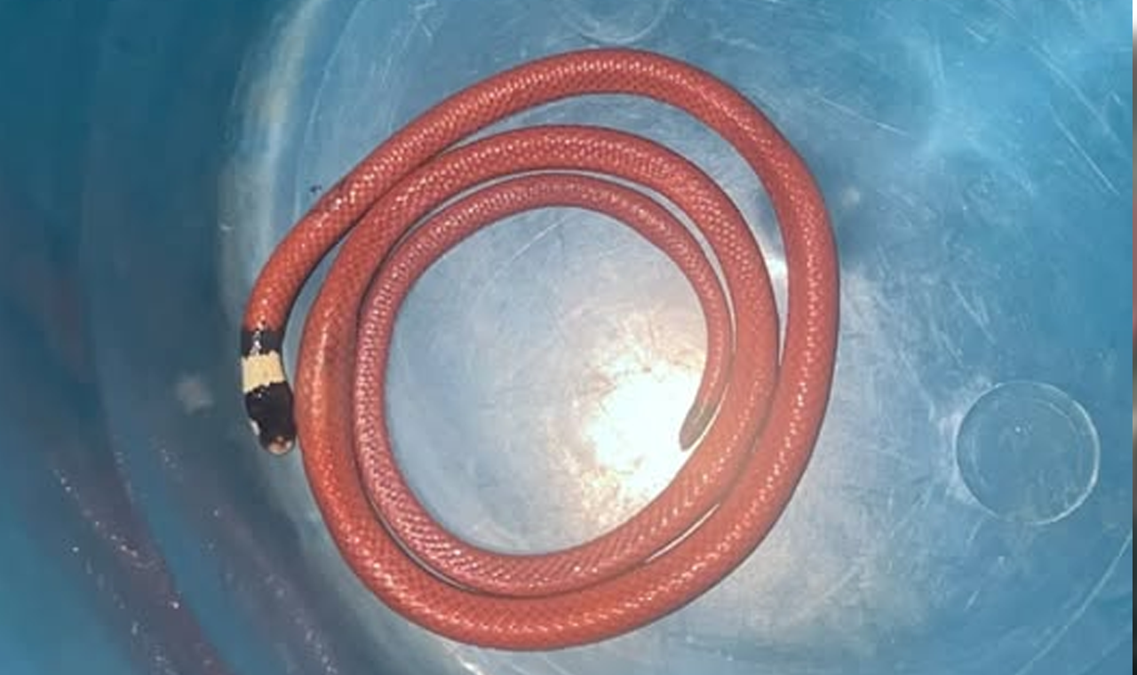 COBRA É ENCONTRADA DENTRO DE RESIDÊNCIA E MOBILIZA BOMBEIROS EM QUIRINÓPOLIS