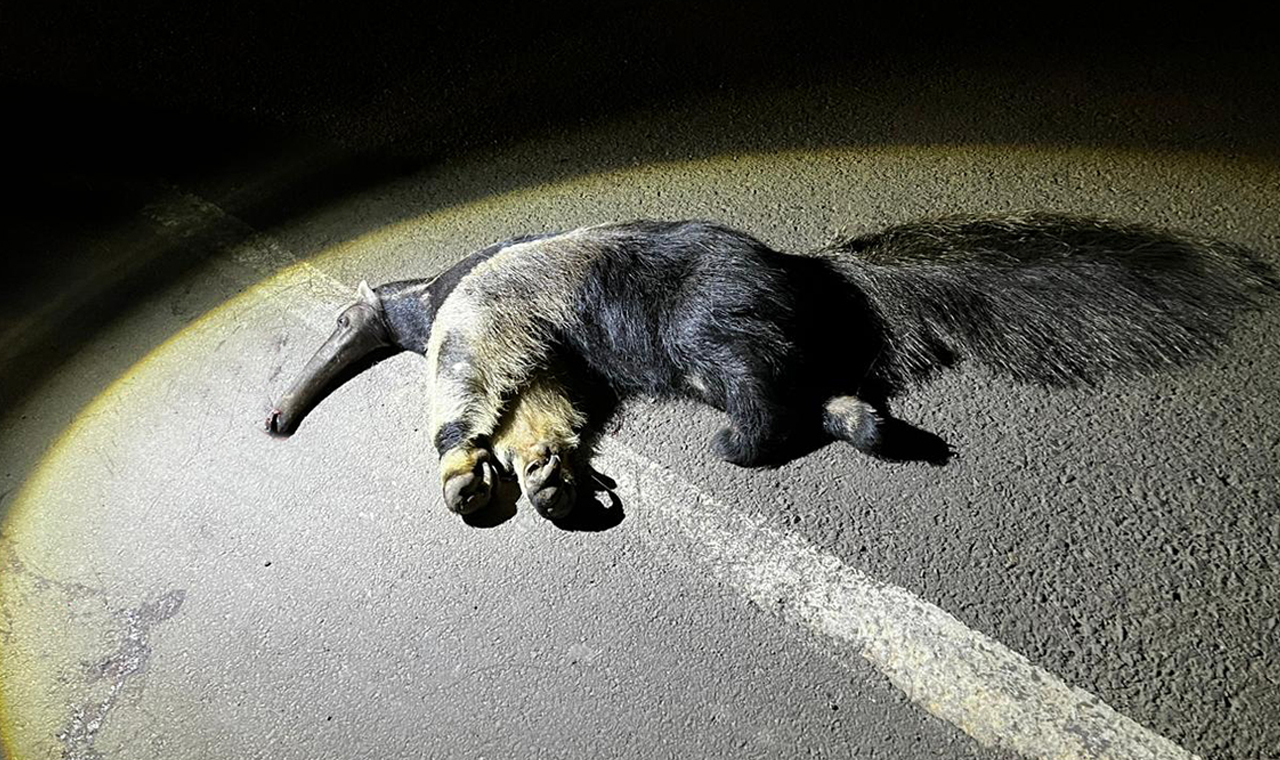 TAMANDUÁ-BANDEIRA É ATROPELADO EM RUA DE QUIRINÓPOLIS