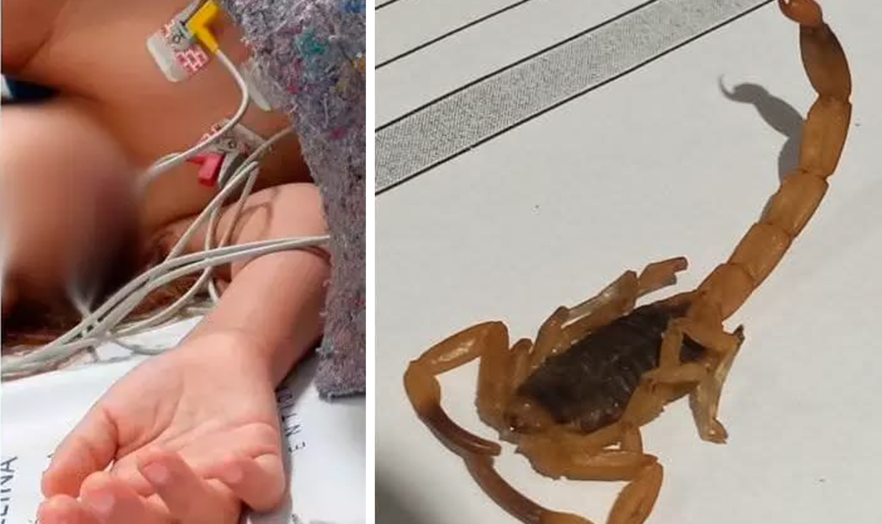 CRIANÇA É PICADA POR ESCORPIÃO EM ESCOLA DE QUIRINÓPOLIS