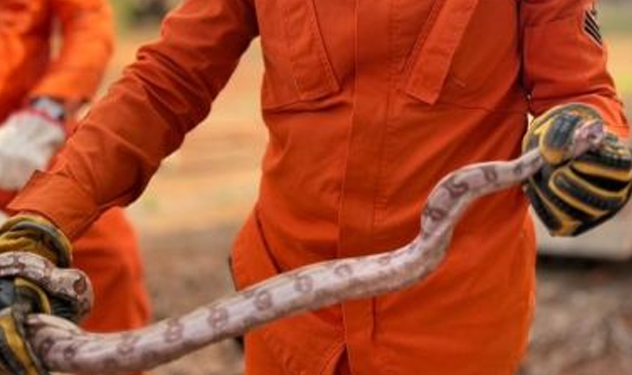 JIBOIA É CAPTURADA PELOS BOMBEIROS EM ESTABELECIMENTO INDUSTRIAL DE QUIRINÓPOLIS