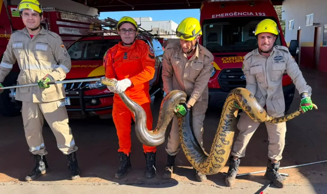 SUCURI DE APROXIMADAMENTE 4 METROS É CAPTURADA PELO CORPO DE BOMBEIROS EM QUIRINÓPOLIS